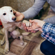 Illustration for article titled Dog Feels Like He Always Has To Be ‘On’ Around Family